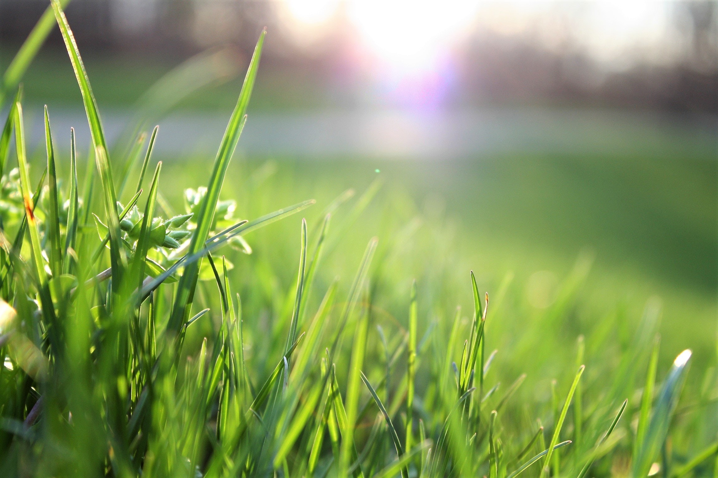 Greenway Turf Solutions - Columbia TN